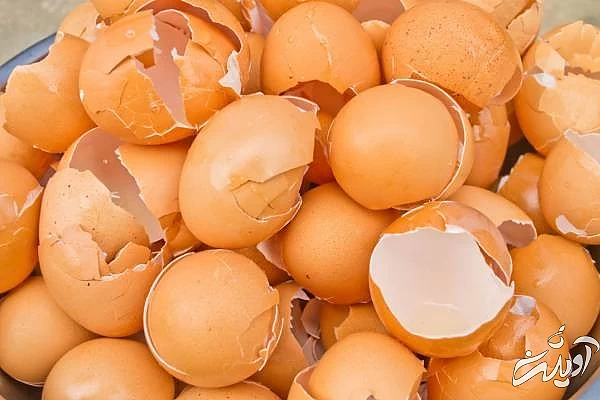 پوست تخم مرغ چیست